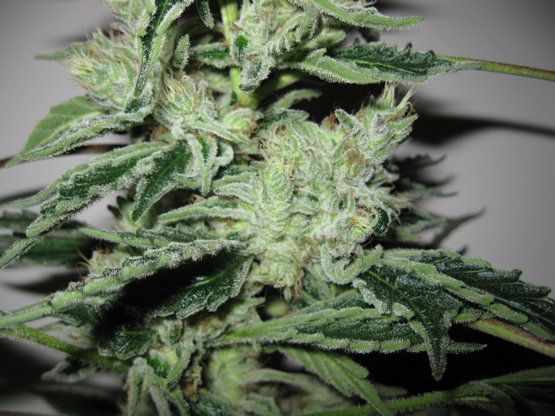 Alien OG strain is a hybrid strain with around 22% THC concentration, makin...